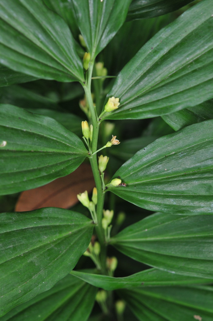 点花黄精 Polygonatum punctatum