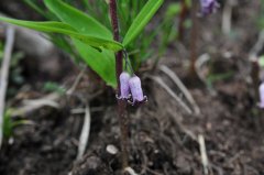 轮叶黄精Polygonatum verticillatum