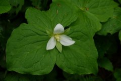 白花延龄草Trillium camschatcense