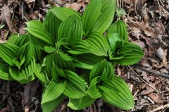 天目藜芦Veratrum schindleri