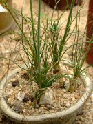 弹簧草Albuca namaquensis