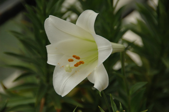 铁炮百合Lilium longiflorum