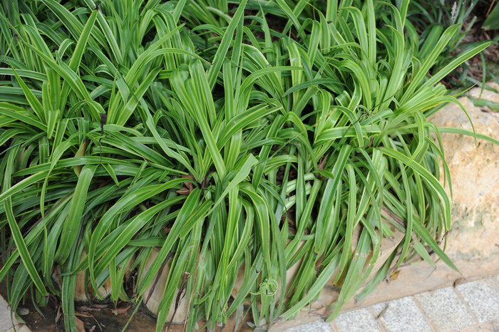 金边吊兰Chlorophytum comosum 'Variegatum'