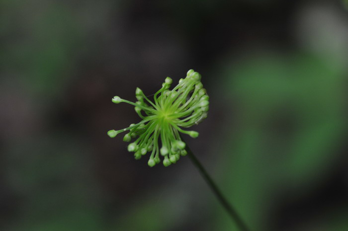 卵叶韭Allium ovalifolium