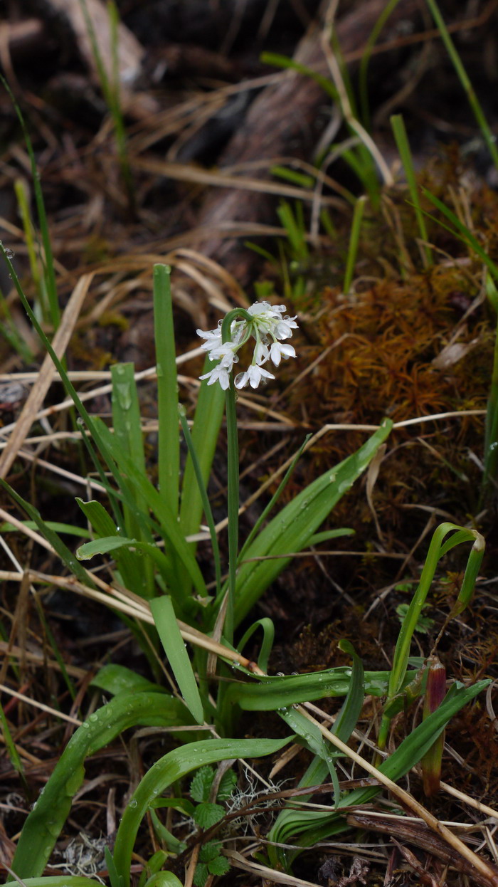 三柱韭Allium trifurcatum