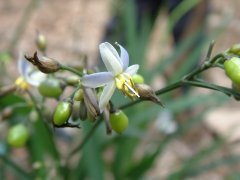 山菅兰Dianella ensifolia