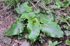 荞麦叶大百合Cardiocrinum cathayanum