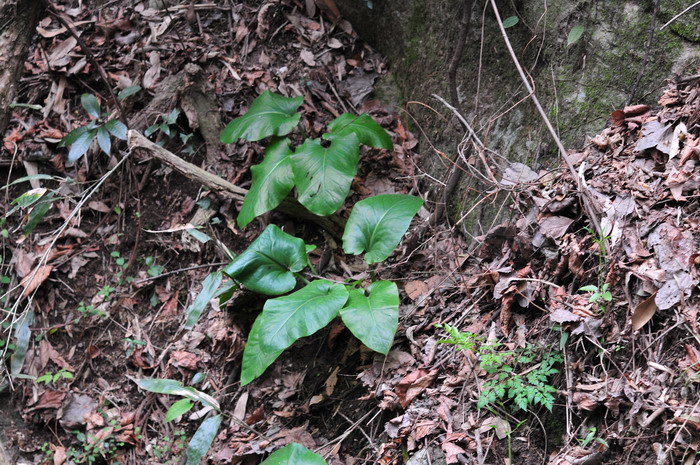 荞麦叶大百合Cardiocrinum cathayanum