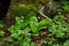 七筋姑Clintonia udensis