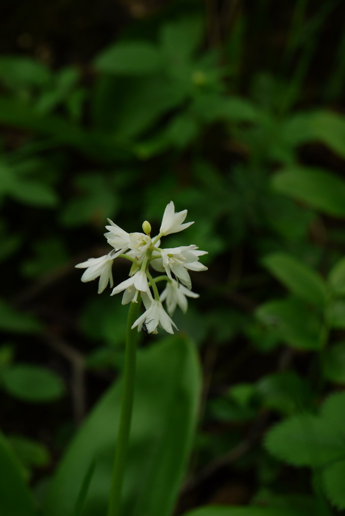 七筋姑Clintonia udensis