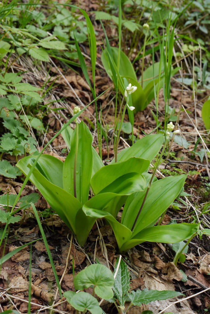 七筋姑Clintonia udensis