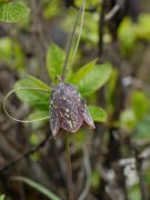 川贝母Fritillaria cirrhosa