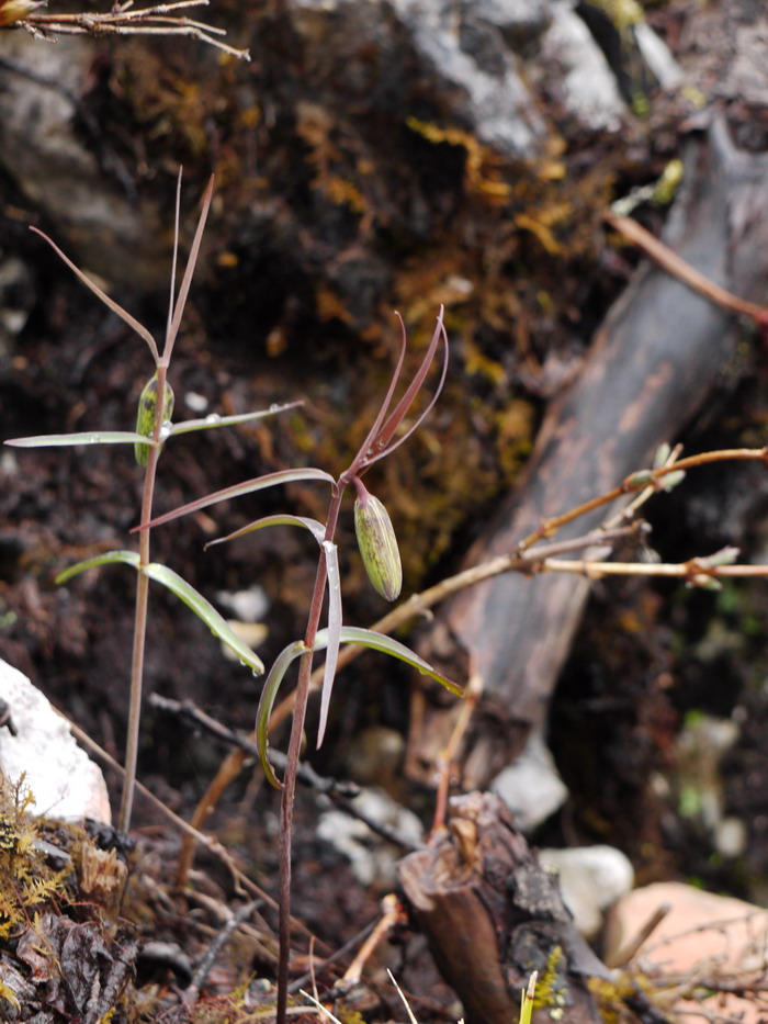 川贝母Fritillaria cirrhosa