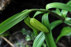 天目贝母Fritillaria monantha