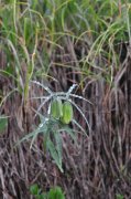 太白贝母Fritillaria taipaiensis