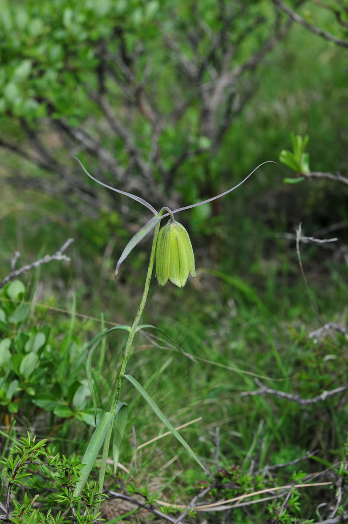 太白贝母Fritillaria taipaiensis