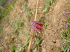 平贝母Fritillaria ussuriensis