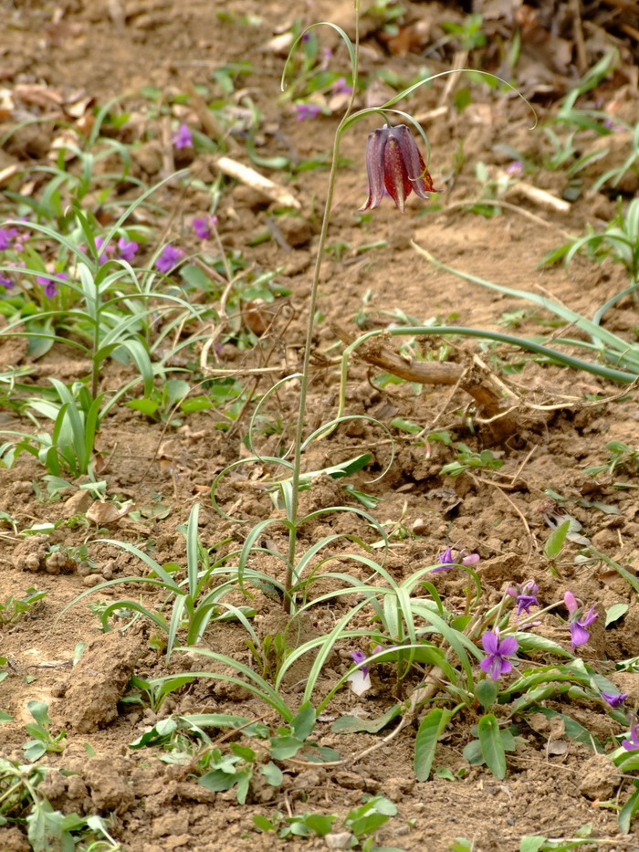 平贝母Fritillaria ussuriensis