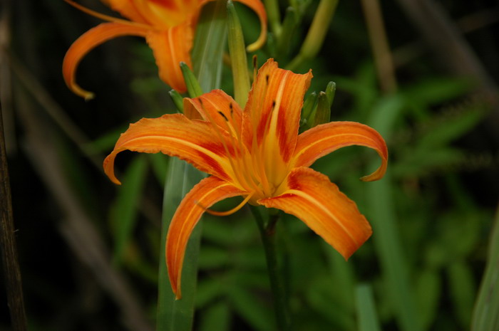 萱草Hemerocallis fulva