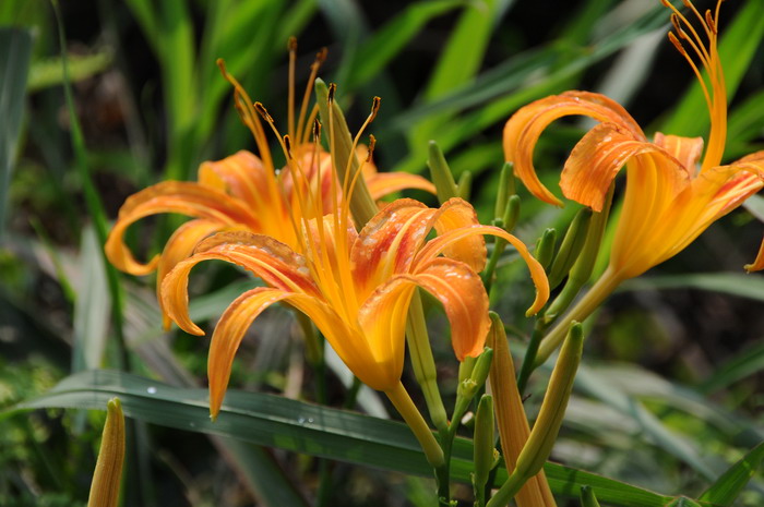 萱草Hemerocallis fulva