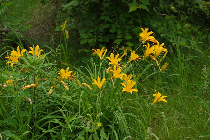 北黄花菜Hemerocallis lilioasphodelus