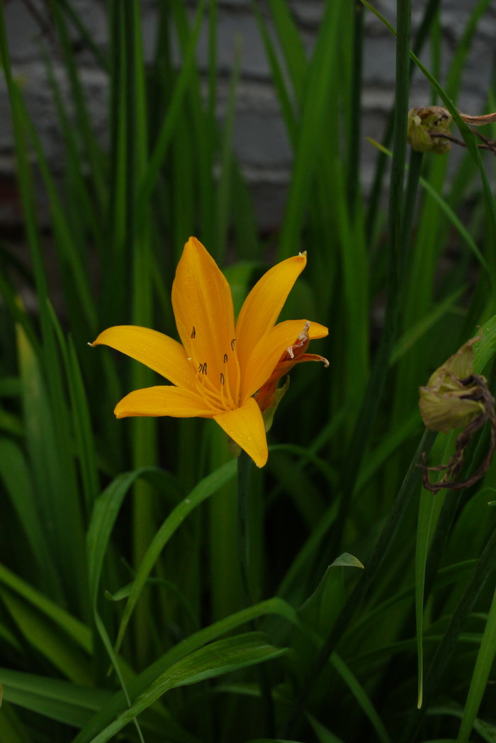 北黄花菜Hemerocallis lilioasphodelus