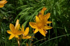 大苞萱草Hemerocallis middendorfii