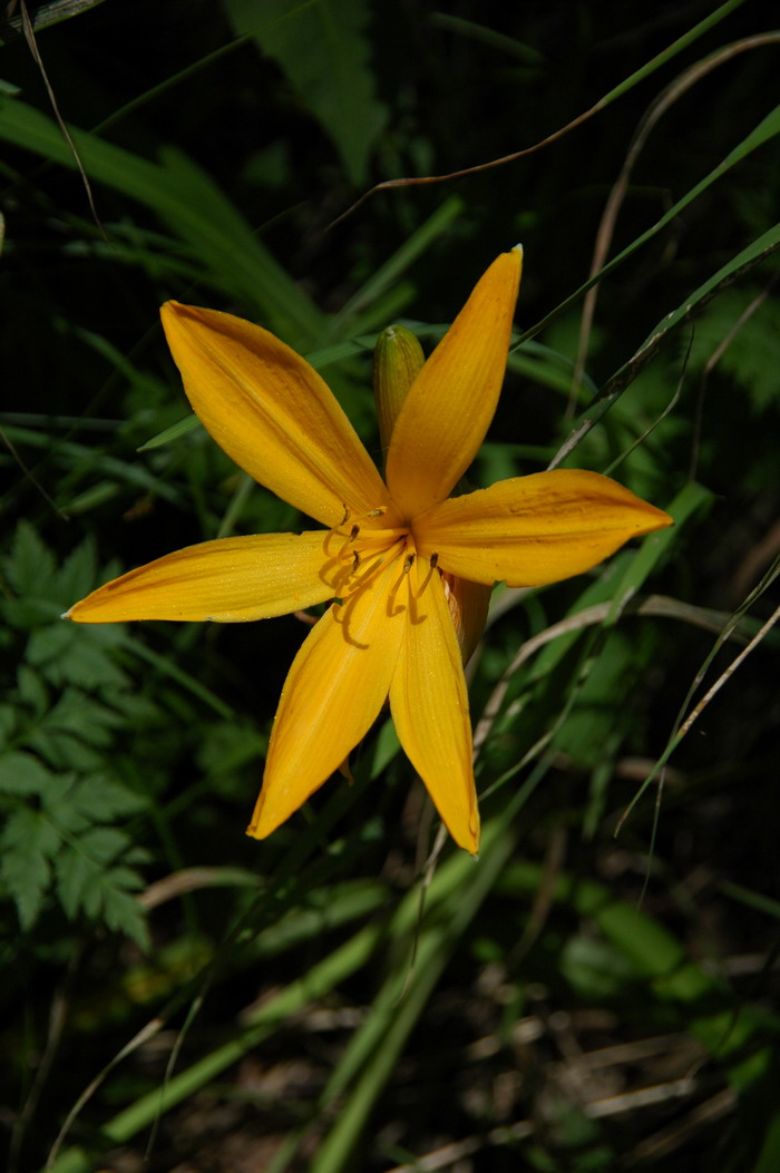 大苞萱草Hemerocallis middendorfii