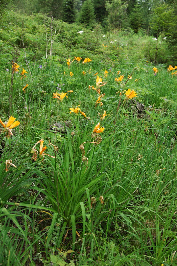 大苞萱草Hemerocallis middendorfii