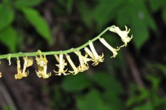 管花鹿药Maianthemum henryi