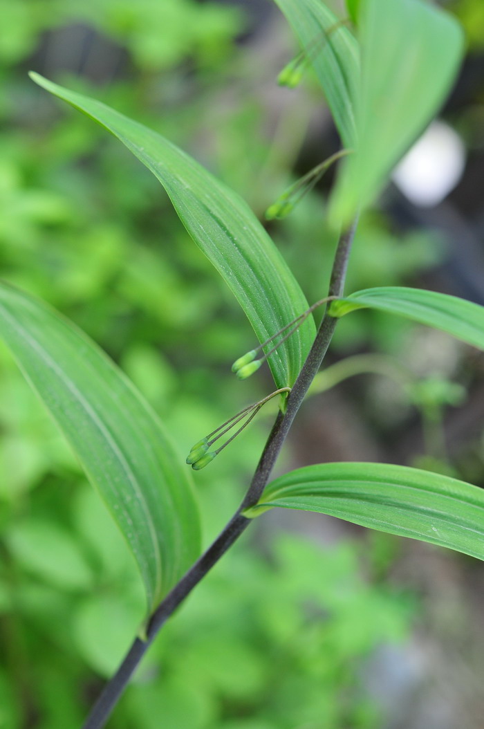 长梗黄精 Polygonatum filipes