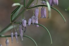 卷叶黄精Polygonatum cirrhifolium