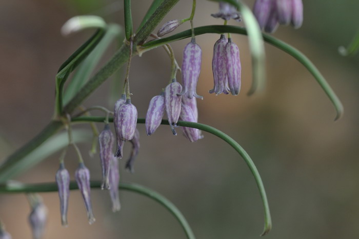 卷叶黄精Polygonatum cirrhifolium