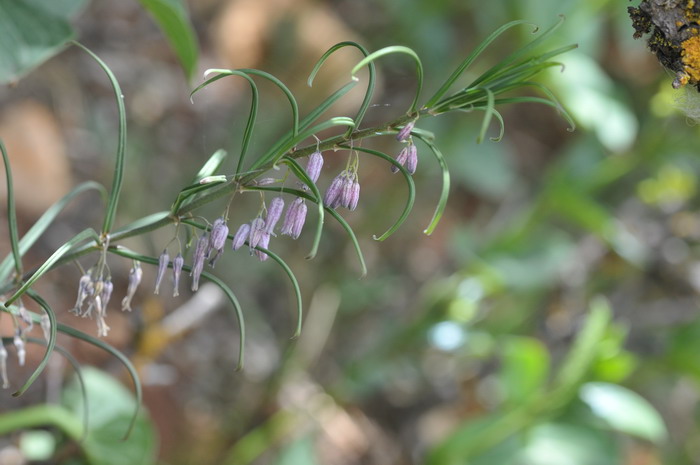 卷叶黄精Polygonatum cirrhifolium