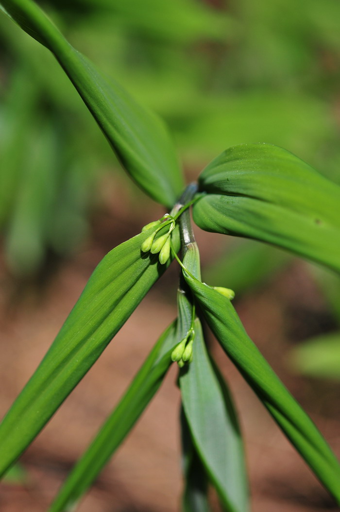 多花黄精Polygonatum cyrtonema