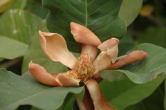 红花山玉兰Lirianthe delavayi ‘Red Flower’