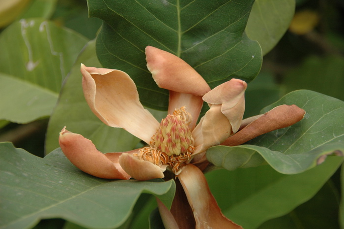 红花山玉兰Lirianthe delavayi ‘Red Flower’