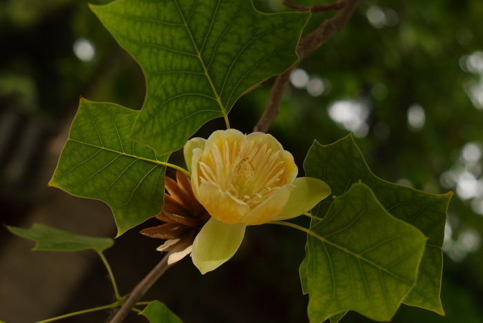 鹅掌楸Liriodendron chinense