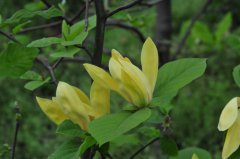 飞黄玉兰Magnolia denudata 'Feihuang'