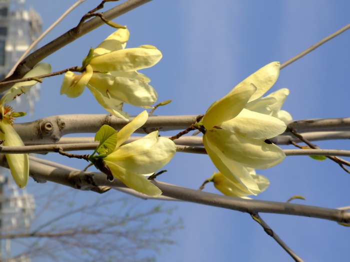 飞黄玉兰Magnolia denudata 'Feihuang'