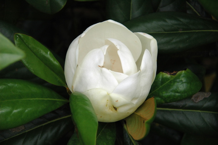 窄叶荷花玉兰Magnolia grandiflora var. lanceolata