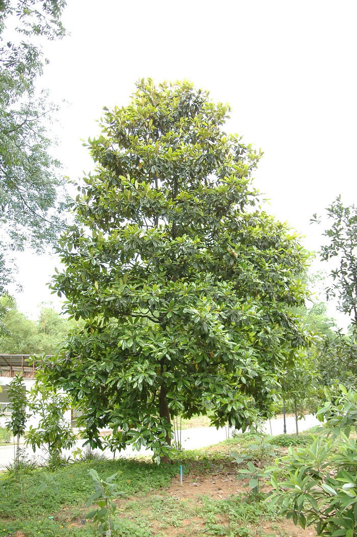 窄叶荷花玉兰Magnolia grandiflora var. lanceolata