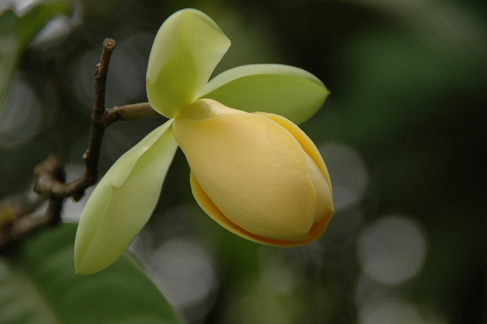 黄花木兰 Magnolia liliifera