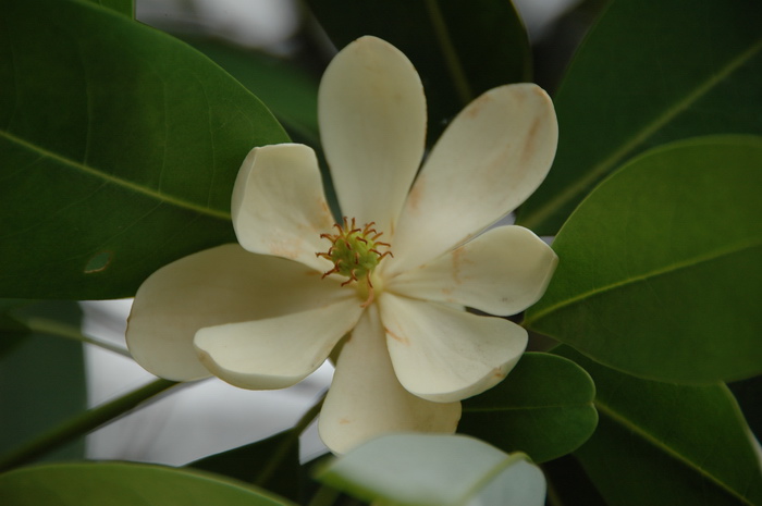 弗州木兰Magnolia virginiana ‘Navener’