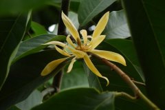 诗琳通含笑Magnolia sirindhorniae