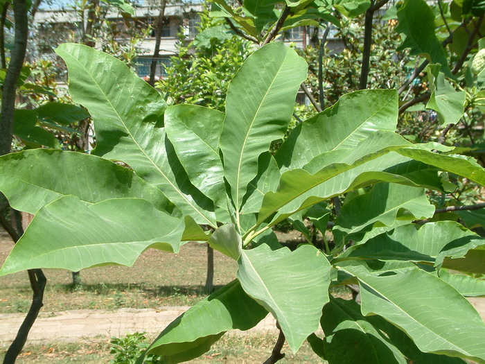 三瓣木兰Magnolia tripetala