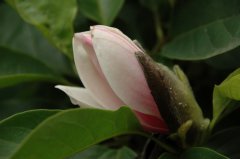 香型玉兰 Magnolia 'Xiangxing'