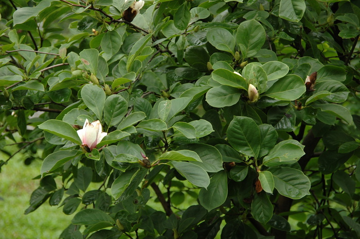 香型玉兰 Magnolia 'Xiangxing'