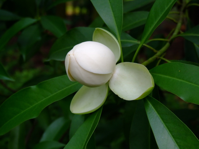 白蕊木莲Manglietia albistaminata