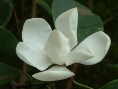 深山含笑Michelia maudiae